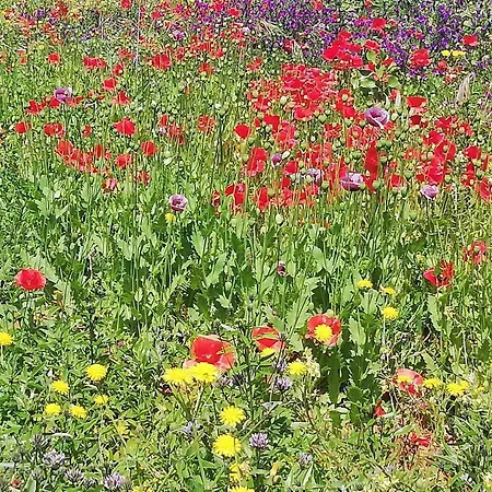 Mi Cumanesa 度假居