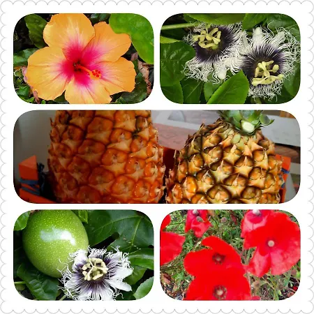 Mi Cumanesa * 弗龙特拉